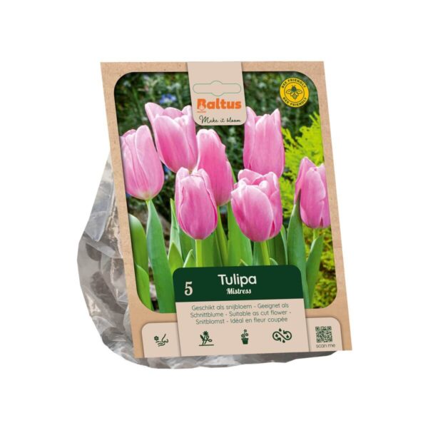 Tulp 'Mistress' 5tk