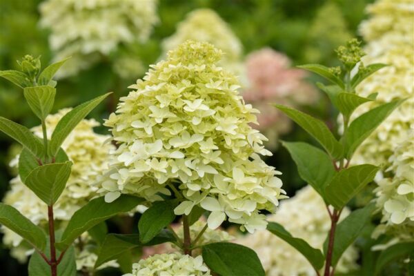 Aedhortensia 'Magical Candle' P23