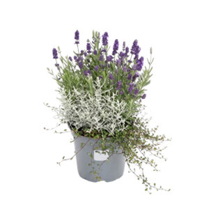 Padipõõsas +ronitatar + lavendel P21