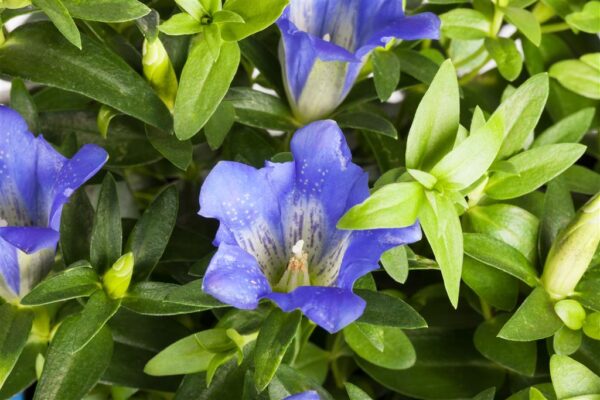 Kare emajuur 'Luis Blue' P12