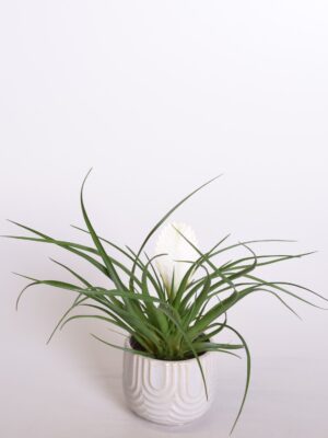 Sinine tillandsia P9 erinevad