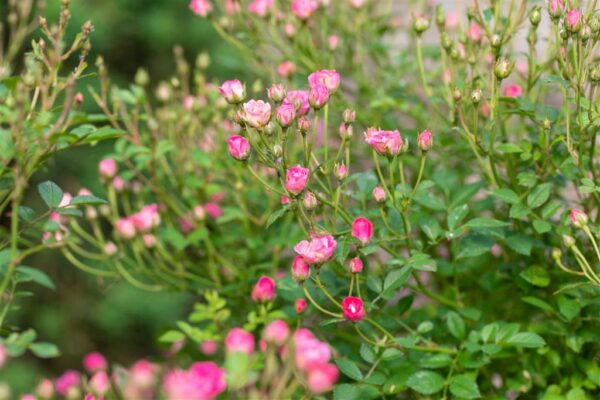 Miniatuurroos 'Lilly Rose®' P24