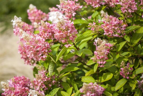 Aedhortensia 'Wim's Red' P40