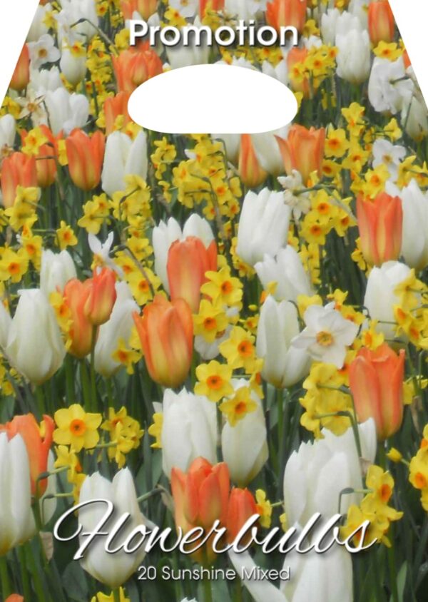 Tulp + nartsiss Sunshine segu 20tk
