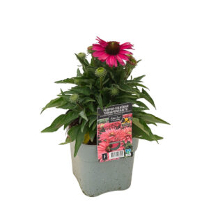 Purpur-siilkübar ‘SunSeekers Sweet Fuchsian’ P19 Eestis kasvatatud