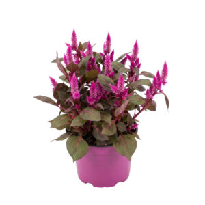 Kõrge mätashari ‘Wild Pink’ P19
