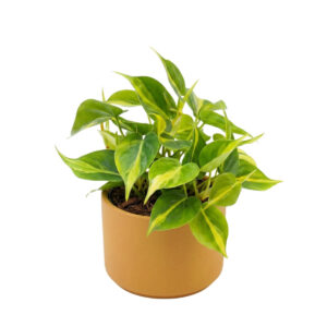 Roniv filodendron ‘Brasil’ P12