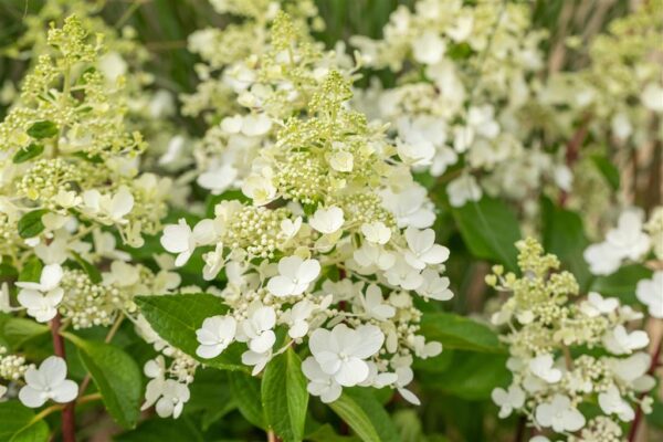 Aedhortensia 'Pinky Winky' P26