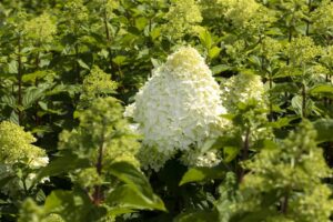 Aedhortensia ‘Hercules’ P25 120cm tüvel