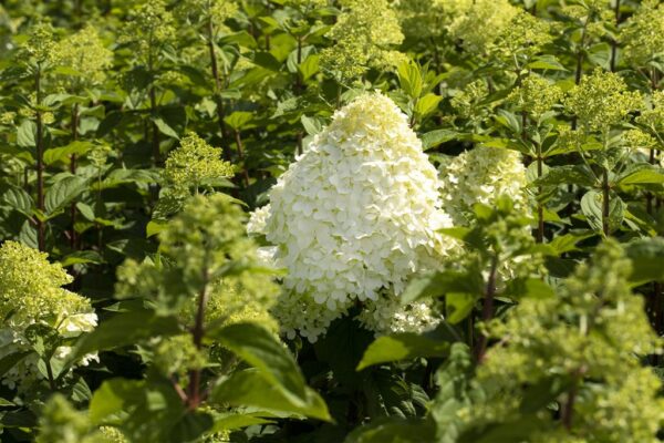Aedhortensia 'Hercules' P25 120cm tüvel