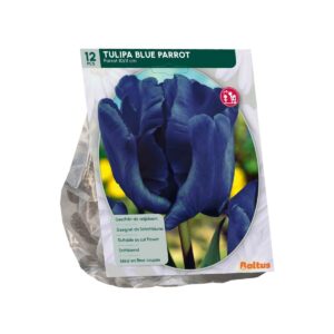Tulp ‘Blue Parrot’ 12 tk