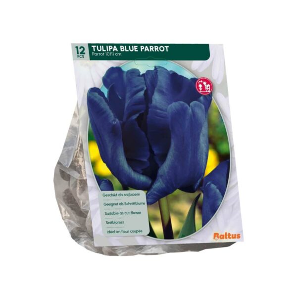 Tulp 'Blue Parrot' 12 tk