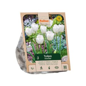 Tulp ‘Clearwater’ 3tk
