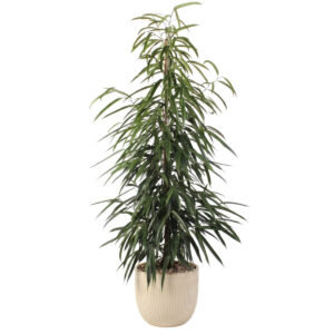 Ahtalehine viigipuu ‘Alii’ P27 130cm