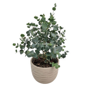 Gunni eukalüpt P14 30cm