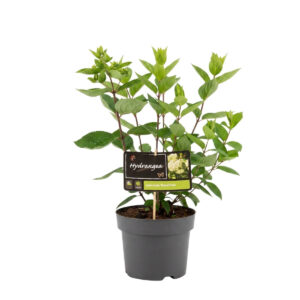 Aedhortensia ‘Grandiflora’ P21