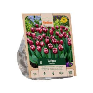 Tulp ‘Vampire’ 5tk