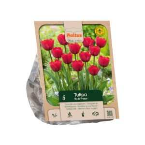 Tulp ‘Ile de France’ 5tk