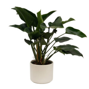 Filodendron ‘Green Beauty’ P30 110cm