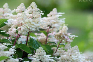 Aedhortensia ‘Early Harry’ P29 65cm