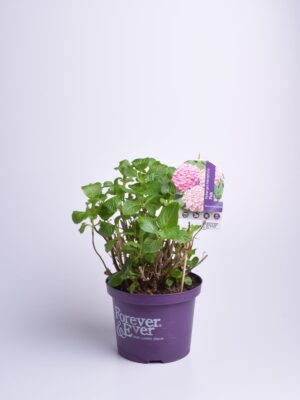 Suurelehine hortensia ‘Forever&Ever’ P23 30-40cm sinine/roosa/valge/punane/violetne