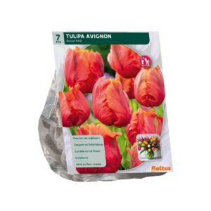 Tulp ‘Avignon Parrot’ 7tk
