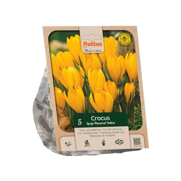 Kevadine krookus 5tk
