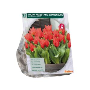 Oivaline tulp ‘Zwanenburg’ 25tk