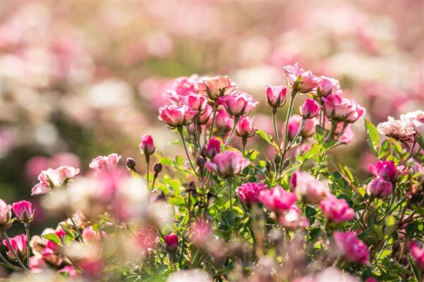 Miniatuurroos 'Lilly Rose®' P24