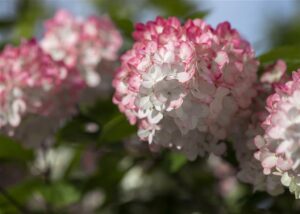 Aedhortensia ‘Living Pinky Promise’ P23