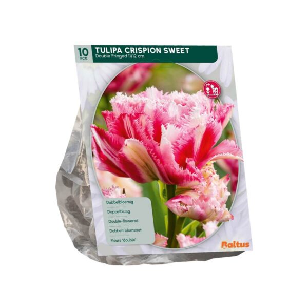Tulp 'Crispion Sweet' 10tk