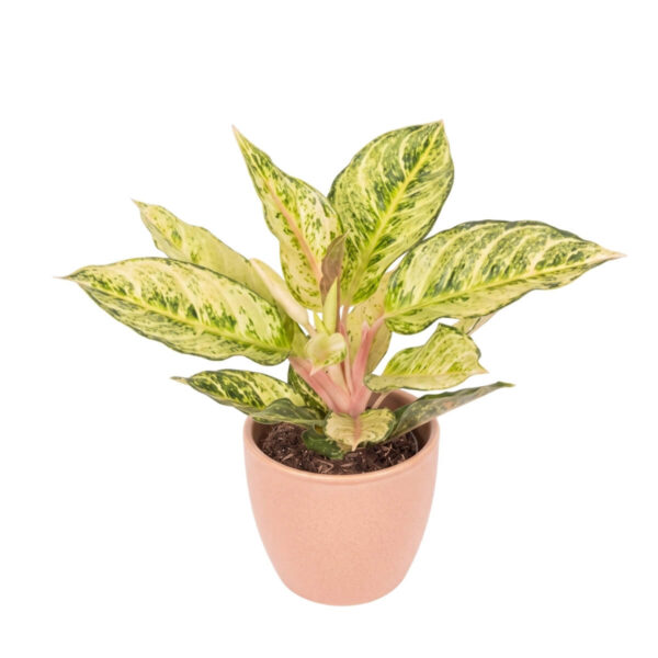 Aglaoneema 'Charteuse Pretty' P19