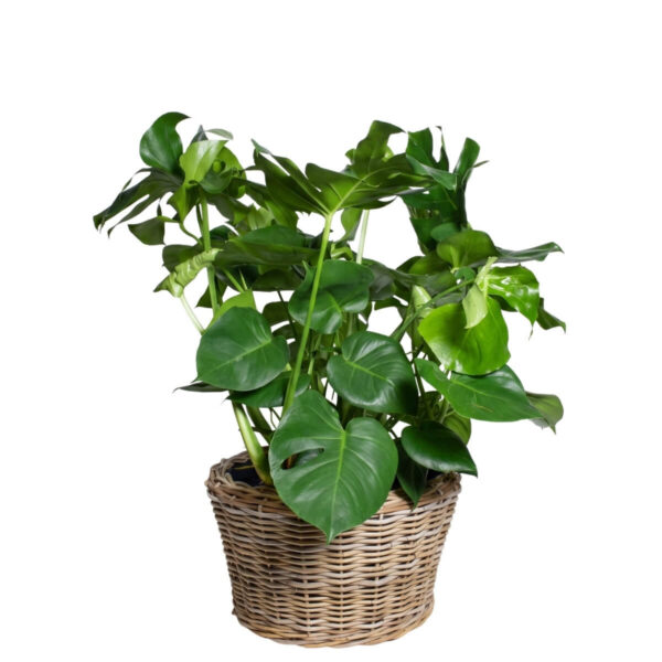 Meeldiv monstera P30 70cm
