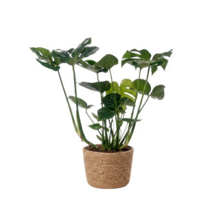 Meeldiv monstera P21 50-70cm