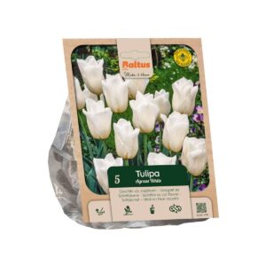 Tulp ‘Agrass White’ 5tk