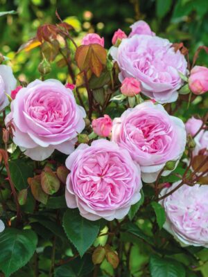 Põõsasroos ‘Olivia Rose Austin’ P23