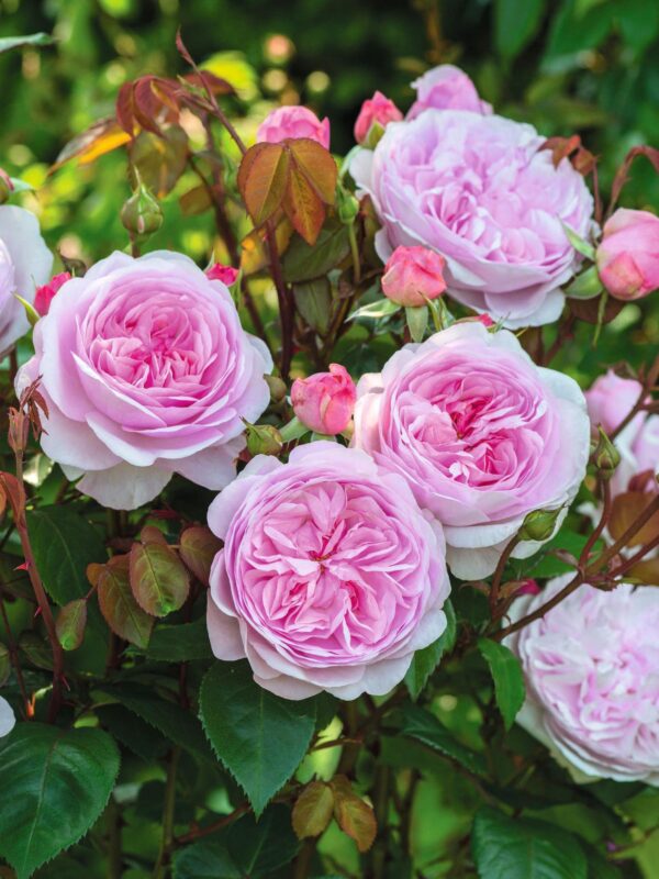 Põõsasroos 'Olivia Rose Austin' P23