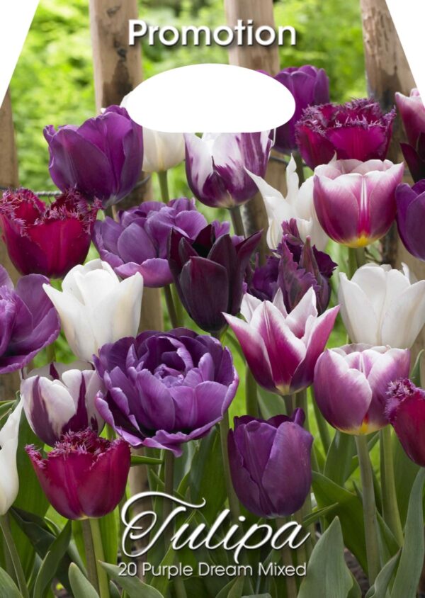 Tulp Purple Dream segu 20tk