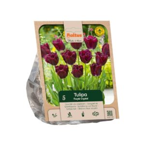 Tulp ‘Purple Crystal’ 5tk