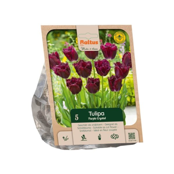 Tulp 'Purple Crystal' 5tk