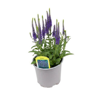 Kassisaba ‘Ulster Dwarf Blue’ P15