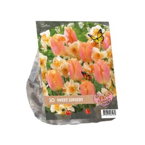 Tulp + nartsiss Urban Flowers – Sweet Lingery 10tk