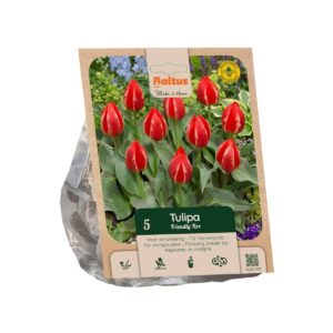 Tulp ‘Friendly Fire’ 5tk
