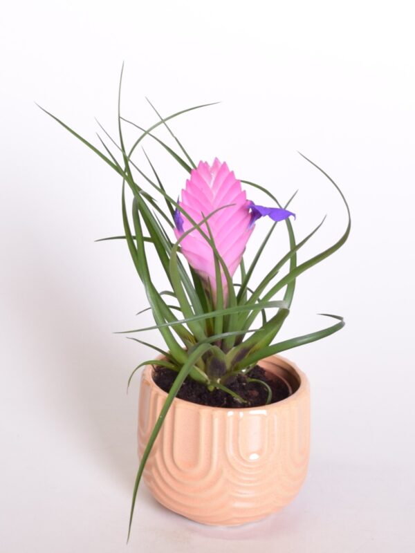 Sinine tillandsia P9 erinevad