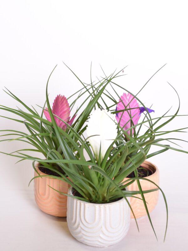 Sinine tillandsia P9 erinevad
