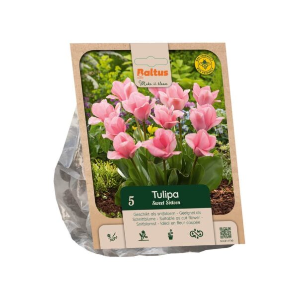 Tulp 'Sweet Sixteen' 5tk