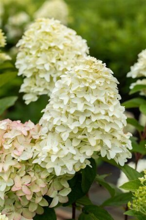 Aedhortensia ‘Magical Candle’ P23