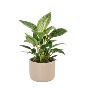 Filodendron ‘Birkin White Wave’ P12