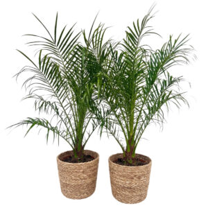 Kanaari datlipalm P21 130cm