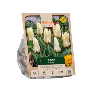 Tulp ‘Concerto’ 5tk